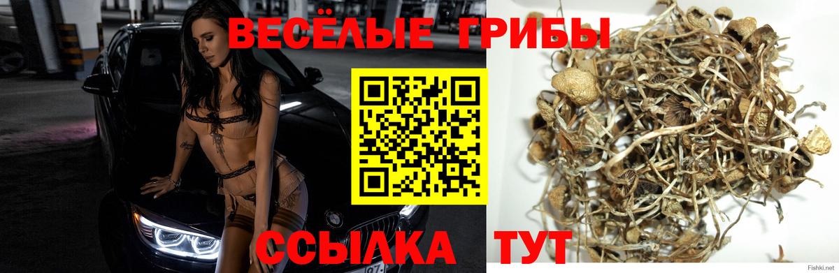Псилоцибиновые грибы Psilocybine cubensis Губкин